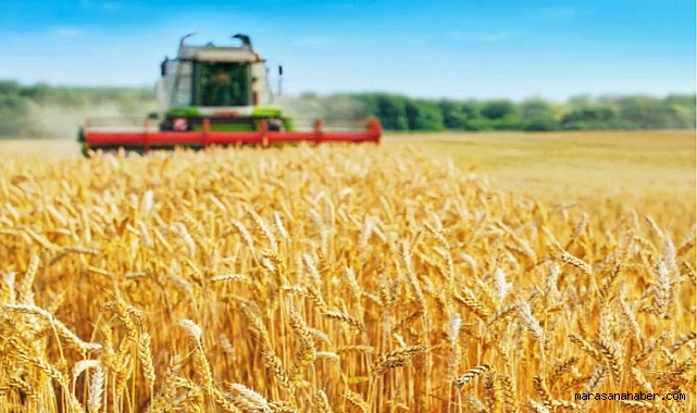 Buğdayda verim artışı bekleniyor