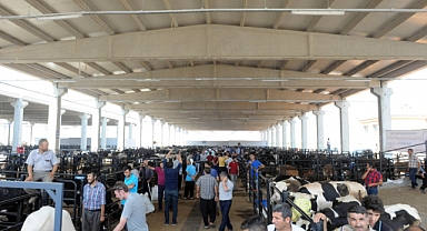 Canlı Hayvan Borsası’nda Padok Kiralama İşlemleri Başladı!