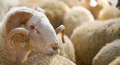 Onikişubat’taki kurbanlık satış ve kesim yerleri belli oldu