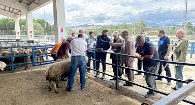 Depremzedelerin Telef Olan Hayvanlarının Yerine Bedelsiz Hayvan Dağıtımı