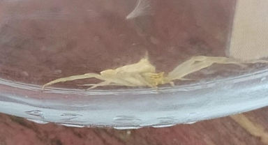 İnsan yüzlü örümcek koruma altında!