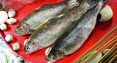 Levrek ihracatın zirvesinde!