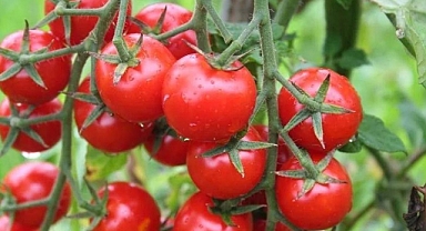 Rusya’ya domates ihracatında kota 500 bin tona çıktı