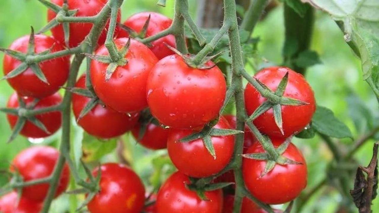 Rusya’ya domates ihracatında kota 500 bin tona çıktı