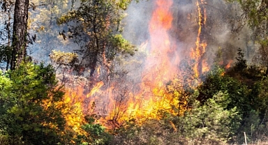 TEMA’dan dikkat çeken farkındalık