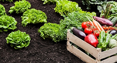 Tarımsal destekler bugün hesaplarda