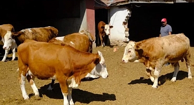 Üreticiye damızlık boğa desteği