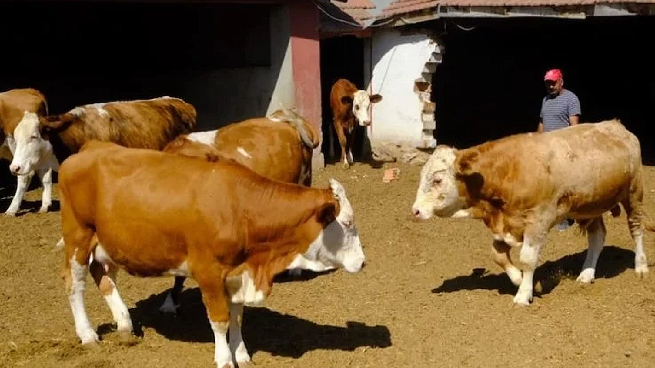 Üreticiye damızlık boğa desteği