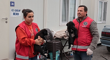 Sokak köpekleri rehabilite edilmek üzere barınağa götürülüyor