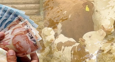 Tarımsal destekler bugün hesaplarda 