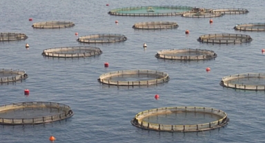 Su ürünleri yetiştiriciliğine 125,3 milyon TL’lik destek