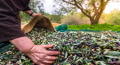 Türk zeytinini en çok Almanlar, Iraklılar ve Romanyalılar tüketti