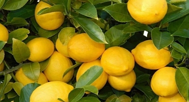 Üretici-market farkı en çok limonda! 3,5 liralık limon 17 liraya satıldı