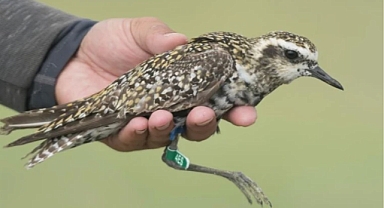 190 türden 24 bin kuş halkalandı