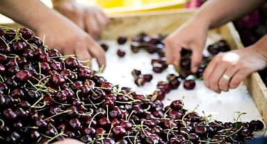 Kiraz ihracatında hedef 250 milyon dolar