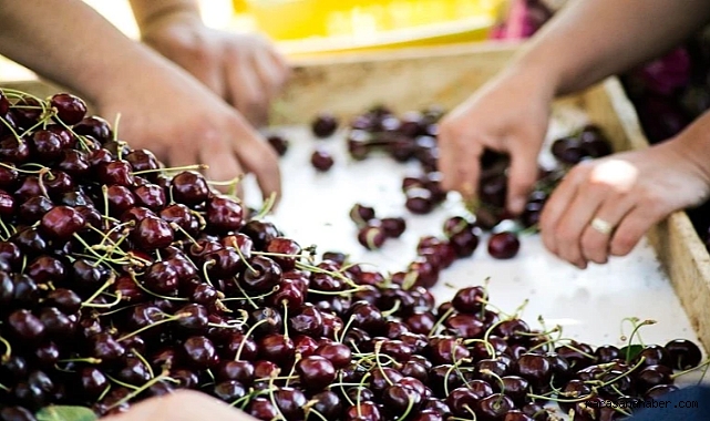 Kiraz ihracatında hedef 250 milyon dolar