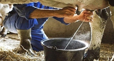 Süt ve süt ürünleri üretiminde artış