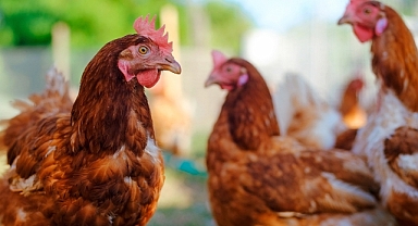 10 Mayıs Dünya Kanatlı Günü