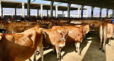 Canlı Hayvan Borsası’nda Padok Kiralama İşlemleri 27 Mayıs’ta Başlıyor