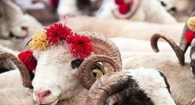 Türk Kızılayı’nın kurban vekalet fiyatları belli oldu