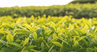 Yaş çay alım fiyatı belirlendi