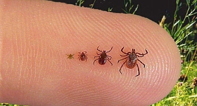 Havaların ısınmasıyla pikniklerde kene riskine dikkat!