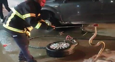 Konteyner kentte yılan paniği!