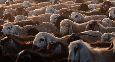 Kurban Bayram’ında 2,7 milyondan fazla kurbanlık satıldığı tahmin ediliyor