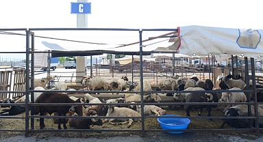 Kurban Bayramı Hazırlıkları Tam Gaz! Canlı Hayvan Borsası’nda Hareketlilik Başladı