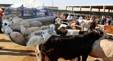 Satılamayan kurbanlıkları ESK alacak