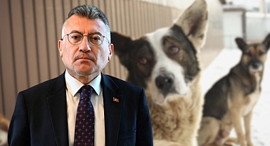 Sokak hayvanlarının uyutulmasıyla ilgili AK Partili isimden çok tartışılacak “Ötanazi” ifadesi