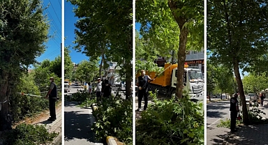 Andırın’ın Ağaçlarına Bakım ve Budama