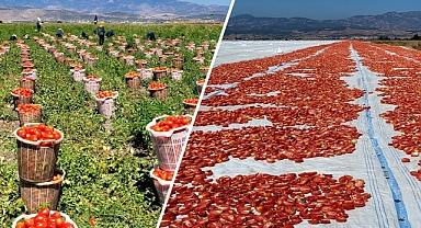 Kahramanmaraş'ta bin 700 Dekar Alanda Domates Üretimi Yapılıyor