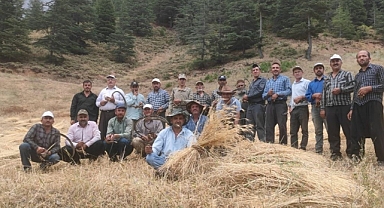 Kahramanmaraş’ta Binlerce Yıllık Gelenek: Orakla Ekin Biçmeye Devam!