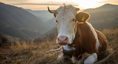 Kahramanmaraş'ta Dana Sahibini Öldürdü