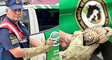 Kahramanmaraş’ta Jandarma yaralı kuşa deva oldu!