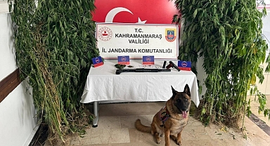 Kahramanmaraş’ta ormanlık alanda kenevir yetiştirmişler!
