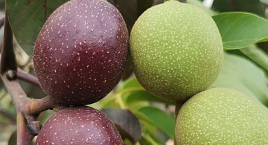 KSÜ’de Ceviz Islahında Yeni Bir Genetik Kaynak Geliştirildi