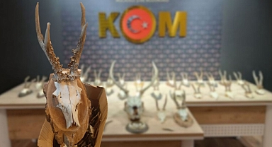 Kahramanmaraş’a kaçak olarak getirdiği trofeleri satamadan yakaladı!