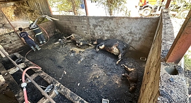 Kahramanmaraş'ta Ahır Yangını: 3 Büyükbaş Hayvan Telef Oldu