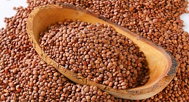 Kahramanmaraş’ta çiftçiye tohum desteği! Başvurular başladı!