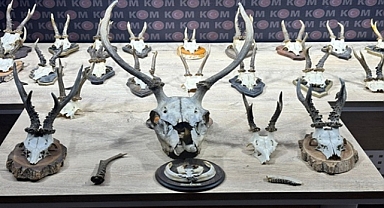 Kahramanmaraş’ta Karaca ve Geyik Trofesi Kaçakçılığı Operasyonu