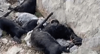 Kahramanmaraş'ta Yıldırım Düşmesi Sonucu 100 Keçi Telef Oldu