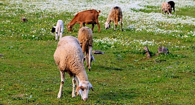 Kahramanmaraşlı çiftçileri sevindiren haber:  Kuzu ve oğlak destekleri başlıyor