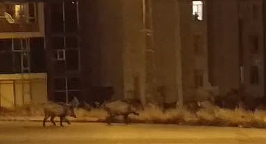 Aç kalan domuz sürüsü şehri bastı!