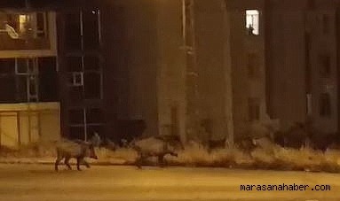 Aç kalan domuz sürüsü şehri bastı!