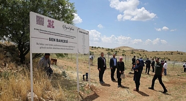 Asırlık üzümlerin genleri korunuyor!