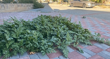 Kaldırımda yetişen karpuzlar görenleri şaşırtıyor!