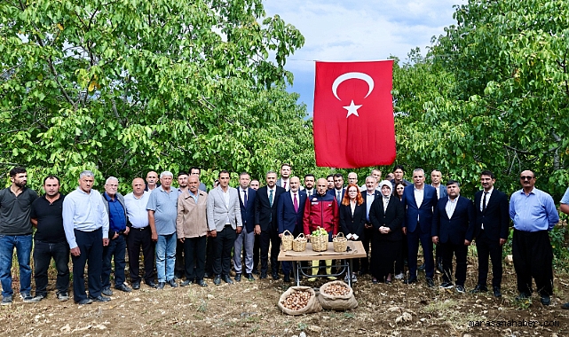 Onikişubat’ta Bereketli Hasat: Maraş-18 Cevizi Şenlikle Toplandı
