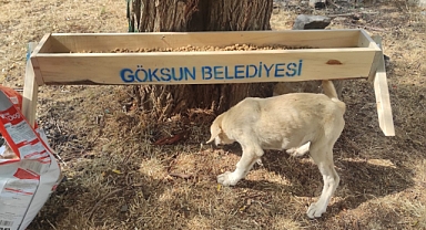Göksun Belediyesi'nden Hayvan Dostu etkinlik!